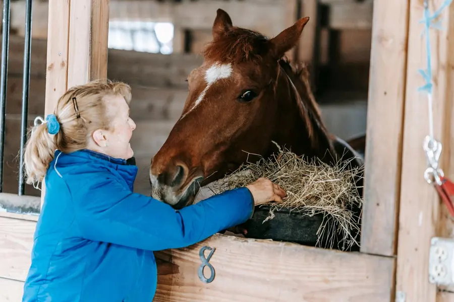 A woman feeding hay to a horse over the stall door