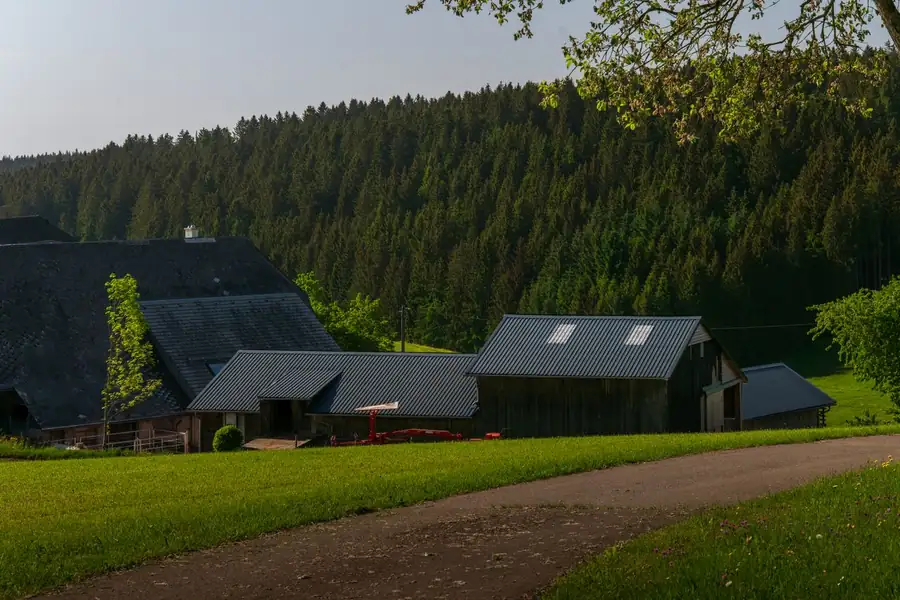 Farm buildings and a barn in front of a wooded slope in evening light