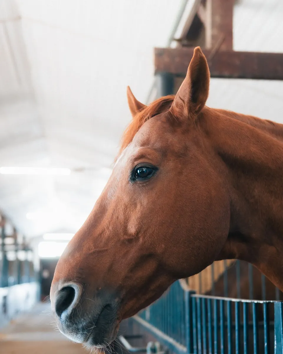 A brown horse looking over the bars of its stall into the aisle